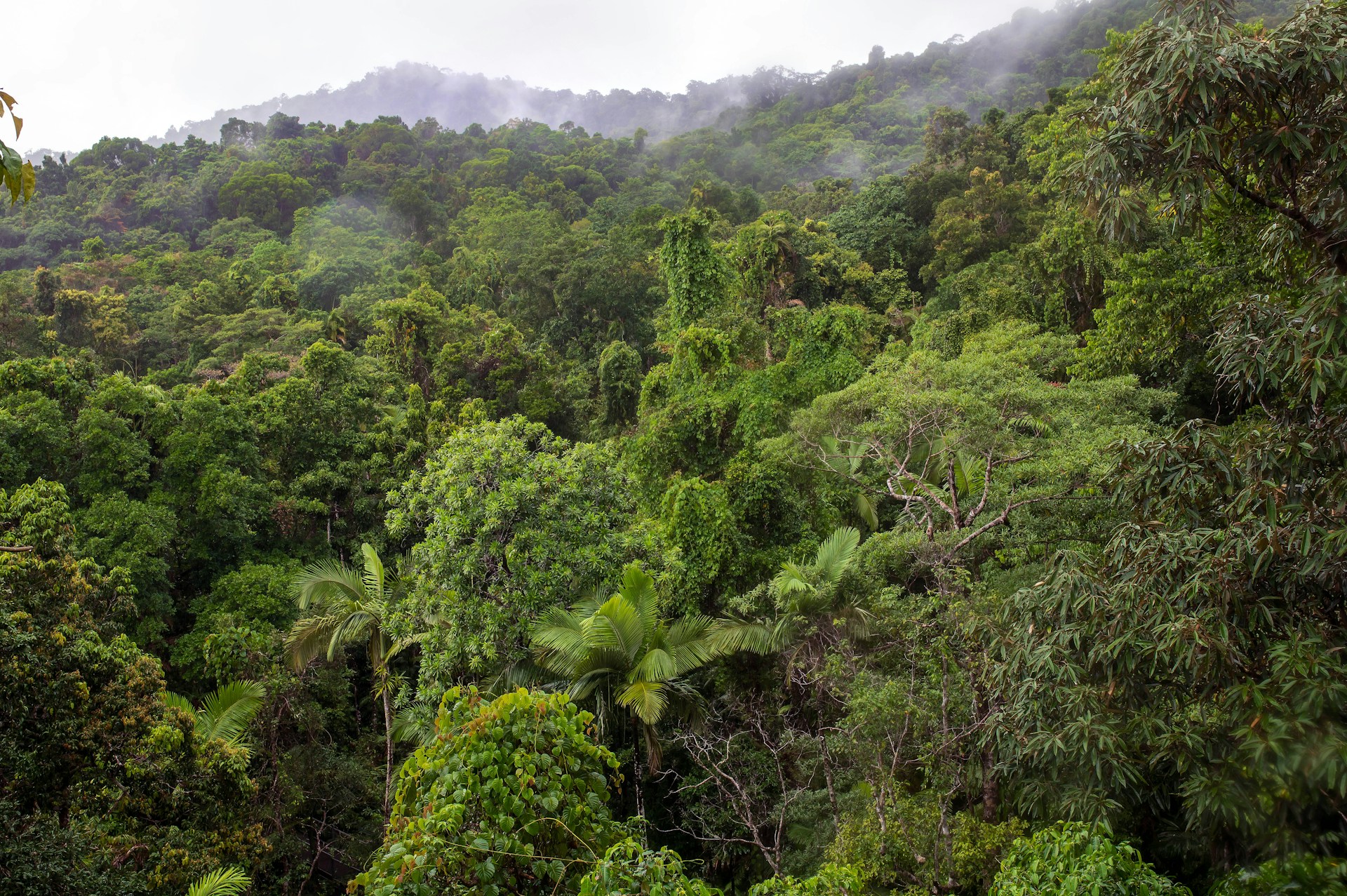 Forest canopy